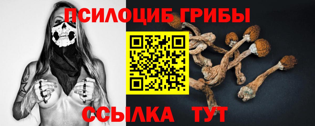 Псилоцибиновые грибы Cubensis Гудермес